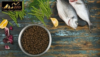 Les croquettes sans céréale au poisson pour votre chien