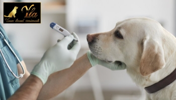 Comment savoir si votre chien a de la fièvre et que faire ?