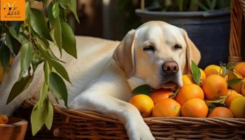 Les chiens peuvent-ils manger des oranges ?