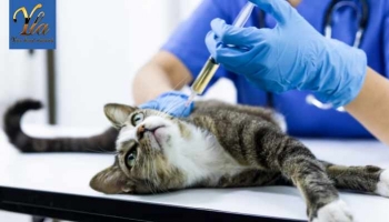 Empoisonnement par poison pour rat chez les chats : Symptômes et Prévention