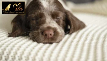 Pourquoi les chiens ont-ils des spasmes dans leur sommeil ?
