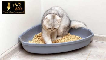 Les bases de la litière pour chat