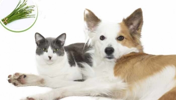 La ciboulette est toxique pour les chats  et les chiens 