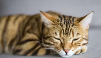 Pourquoi les chats dorment-ils autant ?