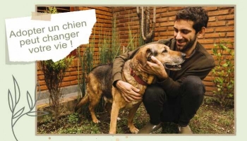 Adoption - Comment adopter le bon chien pour vous ?