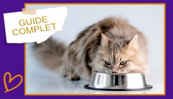 Bien nourrir son chat : comprendre les différentes méthodes d'alimentation