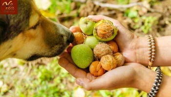Les chiens, peuvent-ils manger des noix ?
