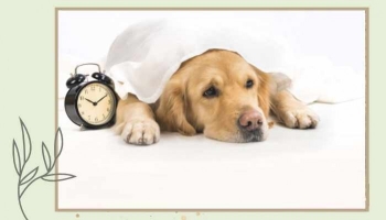 Comment aider son chien à s'adapter en douceur au changement d'heure ?