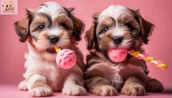 Xylitol et Chiens : Un Danger Mortel