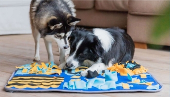 Qu'est-ce qu'un tapis fouille et comment peut-il aider votre chien ?