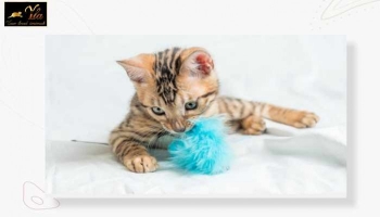 Développement - Soins - Besoins nutritionnels du chaton de 7 semaines