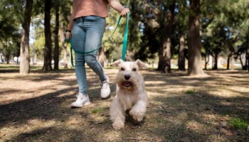 Conseils pour la promenade avec votre chien