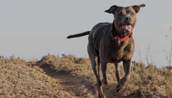 Conseils pour la sécurité de votre chien à l'extérieur et en voyage