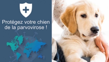 Parvovirose canine : symptômes, prévention et traitement