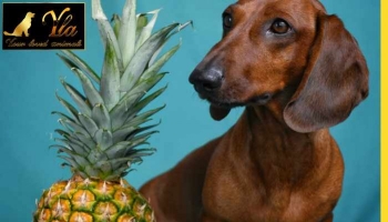Les chiens peuvent-ils manger de l'ananas ? 