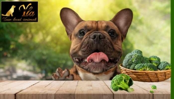 Les chiens peuvent-ils manger du brocoli ?