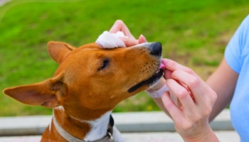 Les soins des yeux pour votre chiot