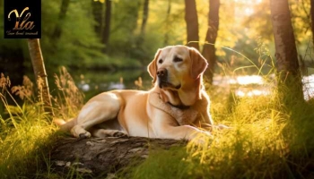 Soins Saisonniers pour Votre Chien en Septembre