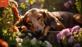 Toxicité du Chrysanthème pour les Chiens et Mesures Préventives