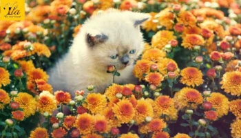 Le Chrysanthème, un Danger pour les Chats ?