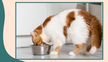 Allergies alimentaires chez les chats : symptômes, diagnostic et traitement