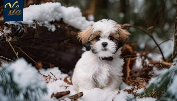 La Résistance des Chiens au Froid