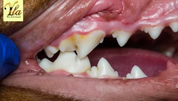 Gingivite chez les Chiens - Conseils de Prévention et de Traitement