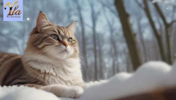 Risques Hivernaux : Les Dangers de la Vie en Extérieur pour les Chats