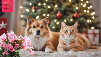 Le Cactus de Noël est-il toxique pour les chiens et les chats ?