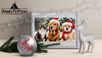 Animo Petfood vous souhaite un Joyeux Noël !