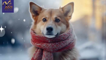 L'Hypothermie chez le Chien : Causes, Symptômes et Prévention