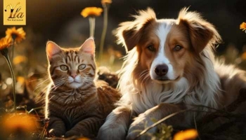 Guide pour le bien-être des chats et des chiens au printemps