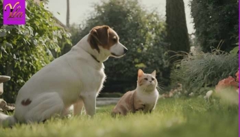 Créez un Jardin Adapté pour vos Animaux Âgés : Sécurité et Confort Prioritaires