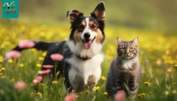 Bien-être des Chiens et Chats au Printemps: Activités Extérieures et Précautions