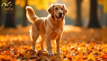 L’alimentation du chien à l’approche de l’hiver