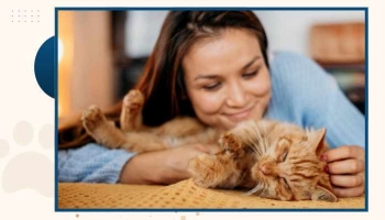 Comprendre les allergies chez les chats : prévention, diagnostic et traitement