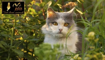 Oméga-6 pour les chats