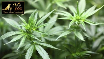 Cannabis : attention danger pour les chiens et les chats