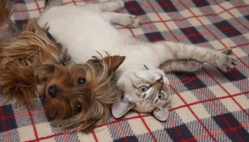 Les acides aminés pour chien et chat