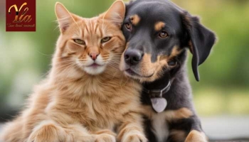  Les dangers des raticides pour vos animaux de compagnie : Prévention et Action