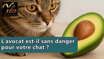 L’avocat est-il dangereux pour les chats ? Conseils et alternatives sûres