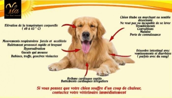 Attention au coup de chaleur chez le chien !