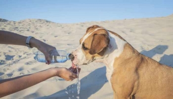 En été , soyez attentif à l'hydratation de votre animal