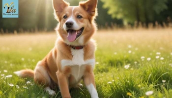 Comment rafraîchir son chien en été ?