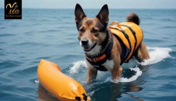 L’été : le temps des baignades avec son chien 