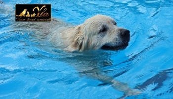 L’été : le temps des baignades avec son chien 