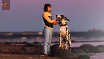 Les promenades avec son chien en été