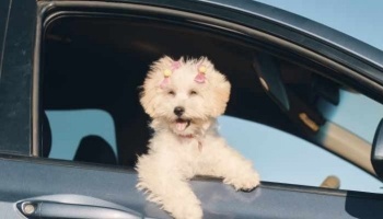 Se déplacer en voiture avec son chien