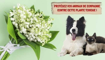 Le muguet et les animaux de compagnie : connaître les dangers et les précautions