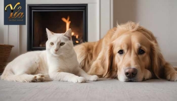 Les chiens et les chats sont-ils frileux ?